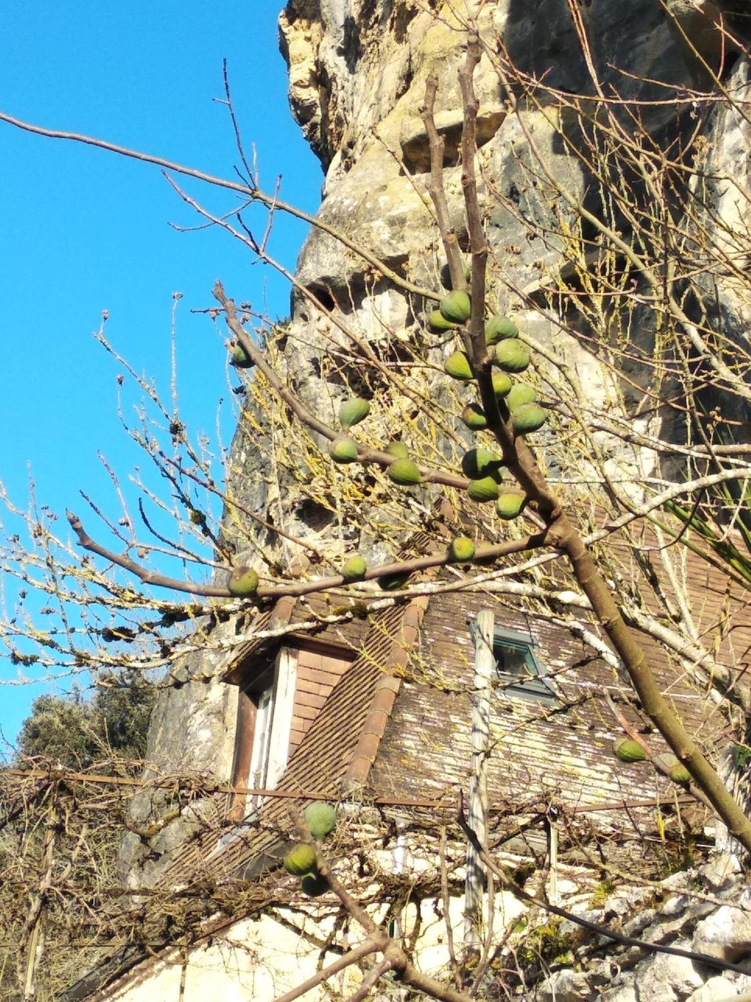 Maison Les Glycines La Roque-Gageac Zewnętrze zdjęcie
